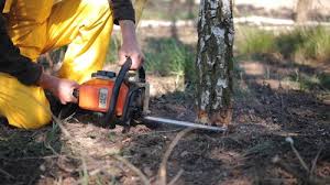 Trusted Baltic, SD Tree Removal Services Experts