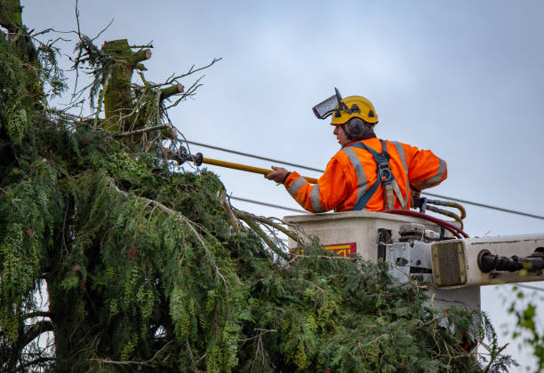 How Our Tree Care Process Works  in  Baltic, SD